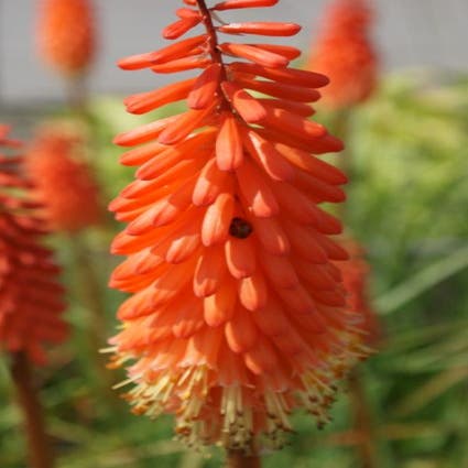 Feuerlanze/Fackellilie (Kniphofia 'Alcazar')