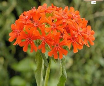 Brennende Liebe (Lychnis chalcedonica)