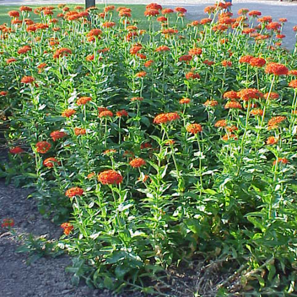 Brennende Liebe (Lychnis chalcedonica)