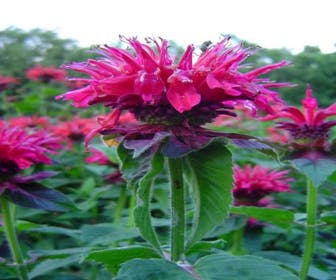 Bergamotpflanze (Monarda 'Marshall's Delight')
