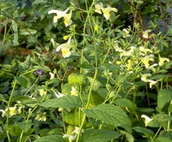 Katzenminze (Nepeta govaniana)