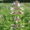 Katzenminze (Nepeta grandiflora 'Dawn to Dusk')