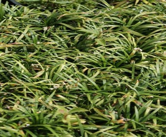 Schlangenbart / Japanisches Schlangengras (Ophiopogon japonicus 'Minor')