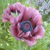 Mohn (Papaver orientale 'Patty's Plum')