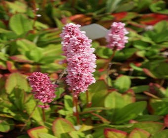 Knöterich (Persicaria affinis 'Kabouter')