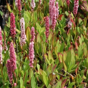 Knöterich (Persicaria affinis 'Kabouter')