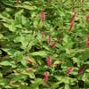 Knöterich (Persicaria amplexicaulis 'Orangofield')