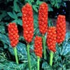 Italienischer Aronstab (Arum italicum)