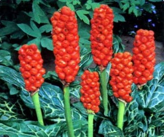 Italienischer Aronstab (Arum italicum)