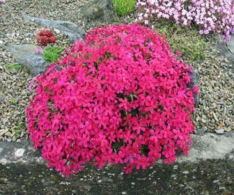 Phlox douglasii 'Red Admiral'