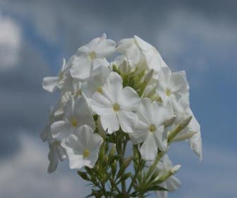 Flammenblume (Phlox paniculata 'Fujiyama')