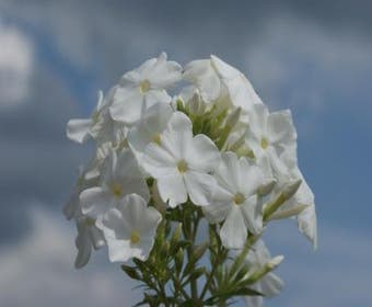 Flammenblume (Phlox paniculata 'Fujiyama')