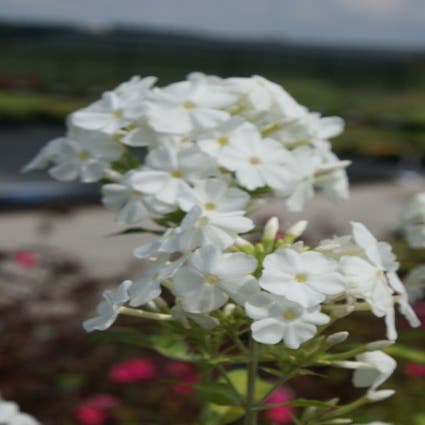 Flammenblume (Phlox paniculata 'Fujiyama')