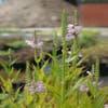 Scharnierpflanze (Physostegia virginiana 'Rosea')