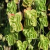 Fetthenne (Sedum spurium 'Album Superbum')
