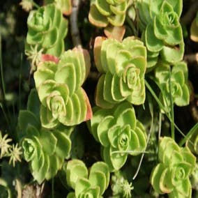Fetthenne (Sedum spurium 'Album Superbum')