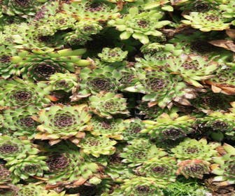 Hauswurz (Sempervivium calcareum)