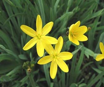 Binsenlilie (Sisyrinchium californicum)