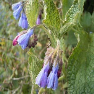 Smeerwurzel (Symphytum azureum)