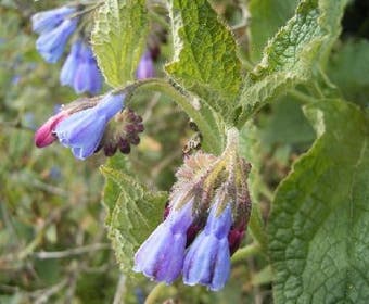 Smeerwurzel (Symphytum azureum)
