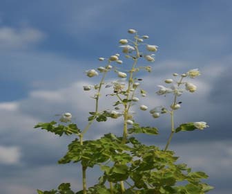 Federbusch (Thalictrum delavayi 'Album')