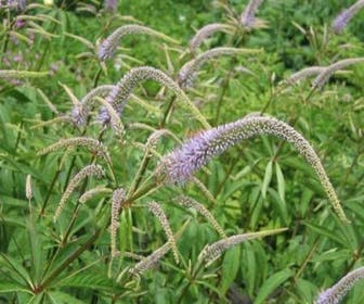 Virginische Ehrenpreis (Veronicastrum virginicum)