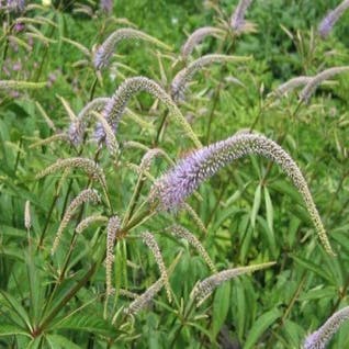 Virginische Ehrenpreis (Veronicastrum virginicum)