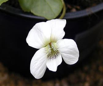 Veilchen (Viola sororia 'Albiflora')