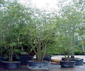 Mimosa (Acacia dealbata)