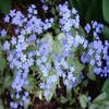 Kaukasische Vergissmeinnicht (Brunnera macrophylla 'Looking Glass')