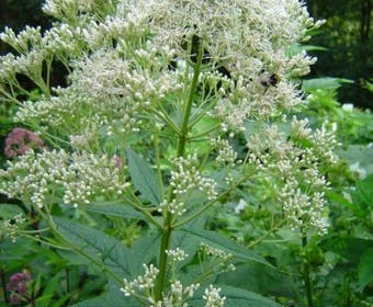 Leberkraut (Eupatorium maculatum 'Album')