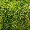 Muehlenbeckia (Muehlenbeckia axillaris)