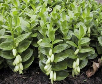 Salomonssiegel (Polygonatum humile)