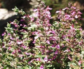 Gamander (Teucrium chamaedrys 'Nanum')