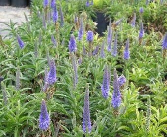 Ehrenpreis (Veronica spicata 'Romiley Purple')