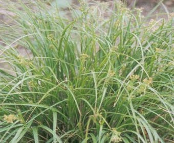 Feld-Haarbinse (Luzula pilosa)