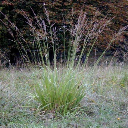 Pfeifengras (Molinia arundinacea 'Transparent')