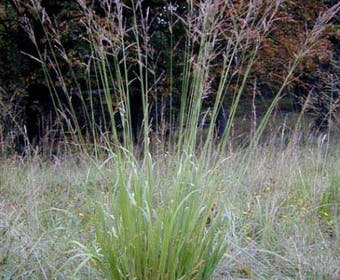 Pfeifengras (Molinia arundinacea 'Transparent')
