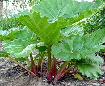 Rhabarber (Rheum rhabarbarum)
