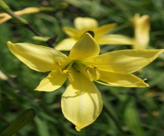 Taglilie (Hemerocallis lilioasphodelus)
