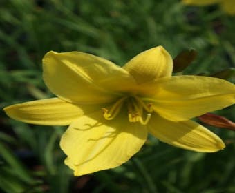 Taglilie (Hemerocallis 'Lemon Bells')