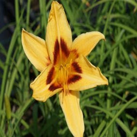 Taglilie (Hemerocallis 'Bonanza')