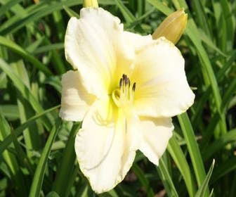 Taglilie (Hemerocallis 'Arctic Snow')