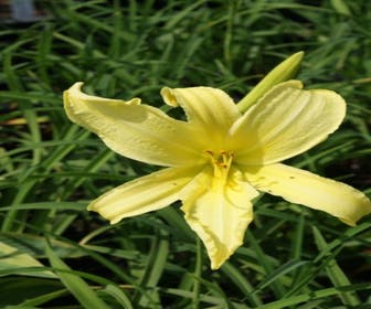 Taglilie (Hemerocallis citrina)