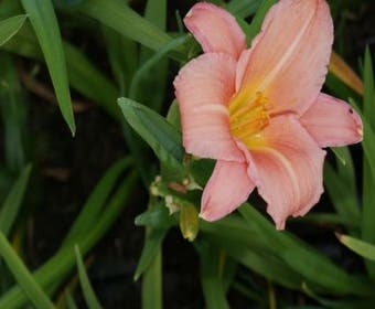 Taglilie (Hemerocallis 'Love that Pink')