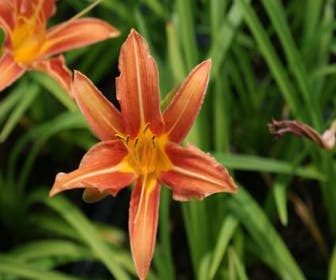 Taglilie (Hemerocallis 'Margaret Perry')