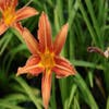 Taglilie (Hemerocallis 'Margaret Perry')