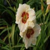 Taglilie (Hemerocallis 'Pandorra's Box')