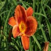 Taglilie (Hemerocallis 'Holiday Delight')