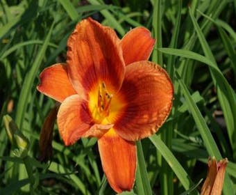Taglilie (Hemerocallis 'Holiday Delight')